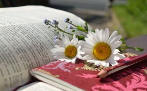Daisies