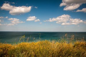 wildflowers ocean sky
