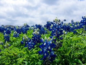 unsplash blue flowers